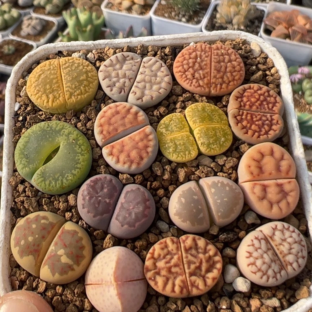 70多肉植物百科植物