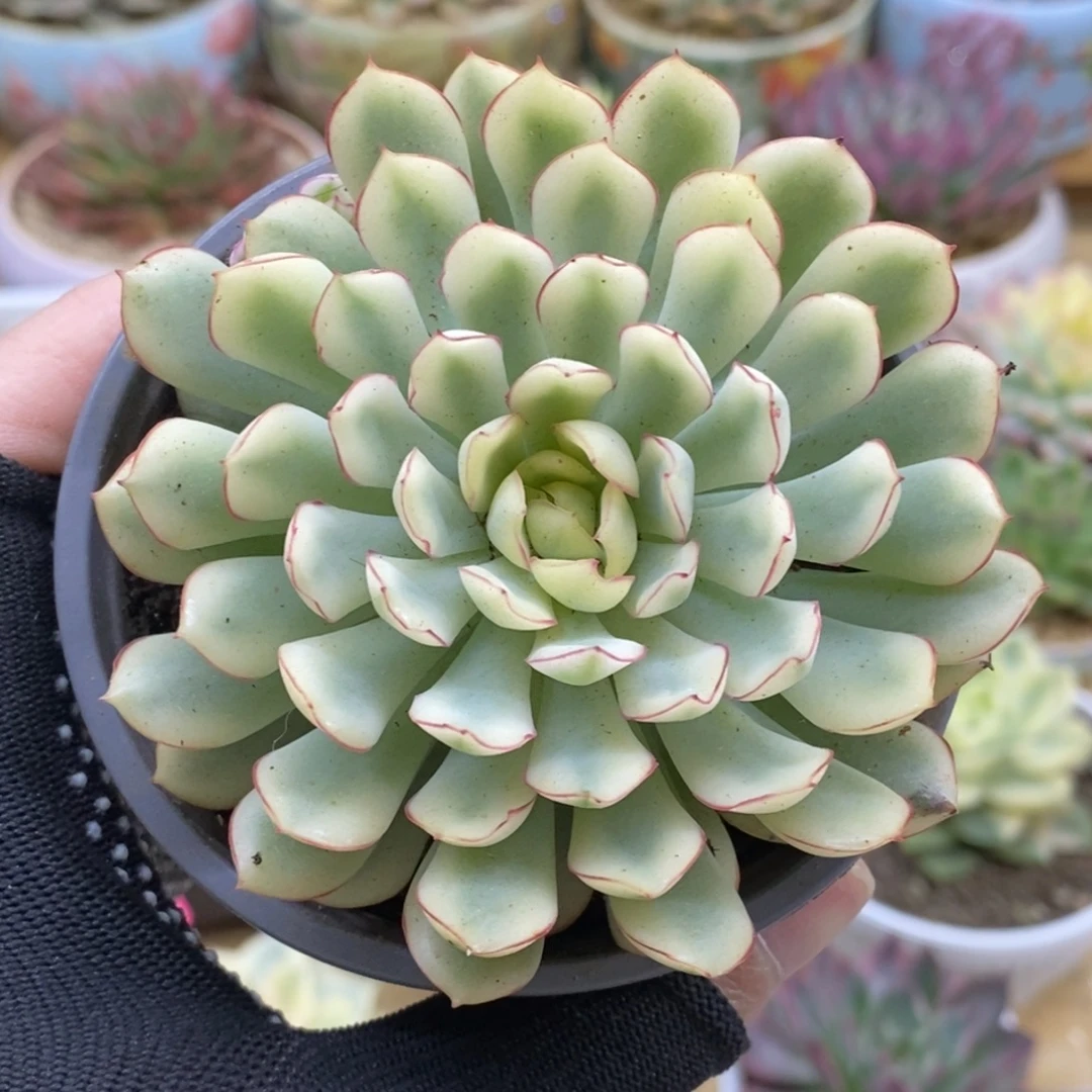 694白玫瑰锦锦锦锦锦