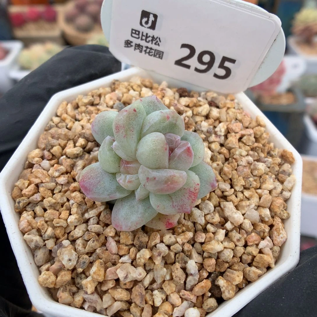 295 冰玉石化多肉