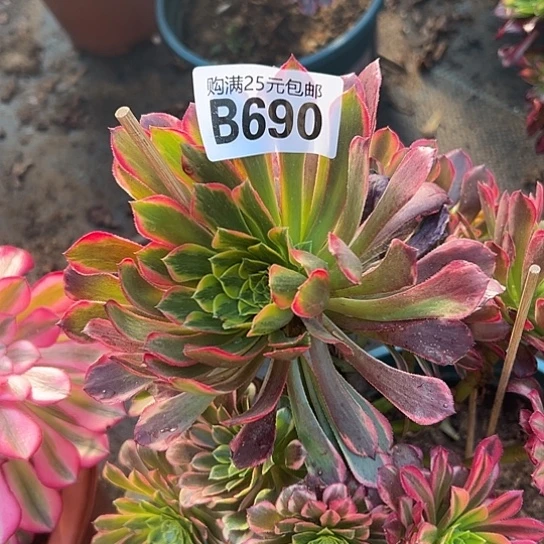 你*她多肉植物一个