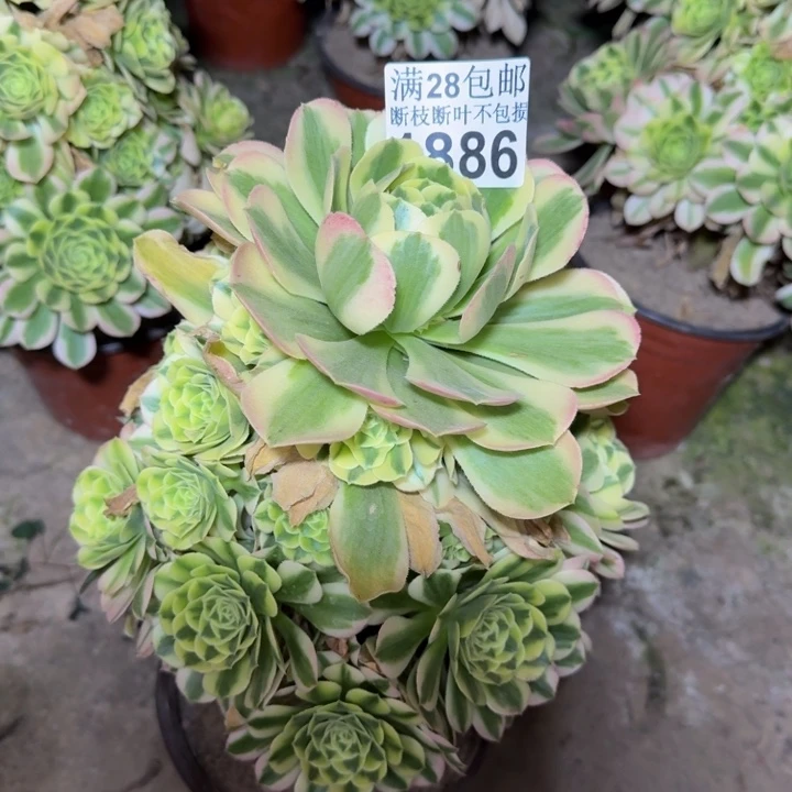 1886辛尼亚多肉植物