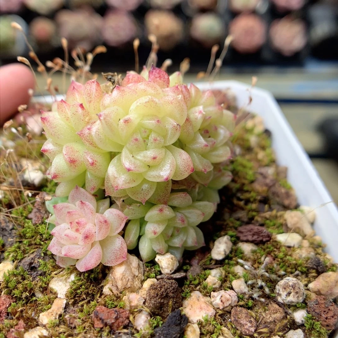 F168 ，柿子多肉20包邮两天凑单