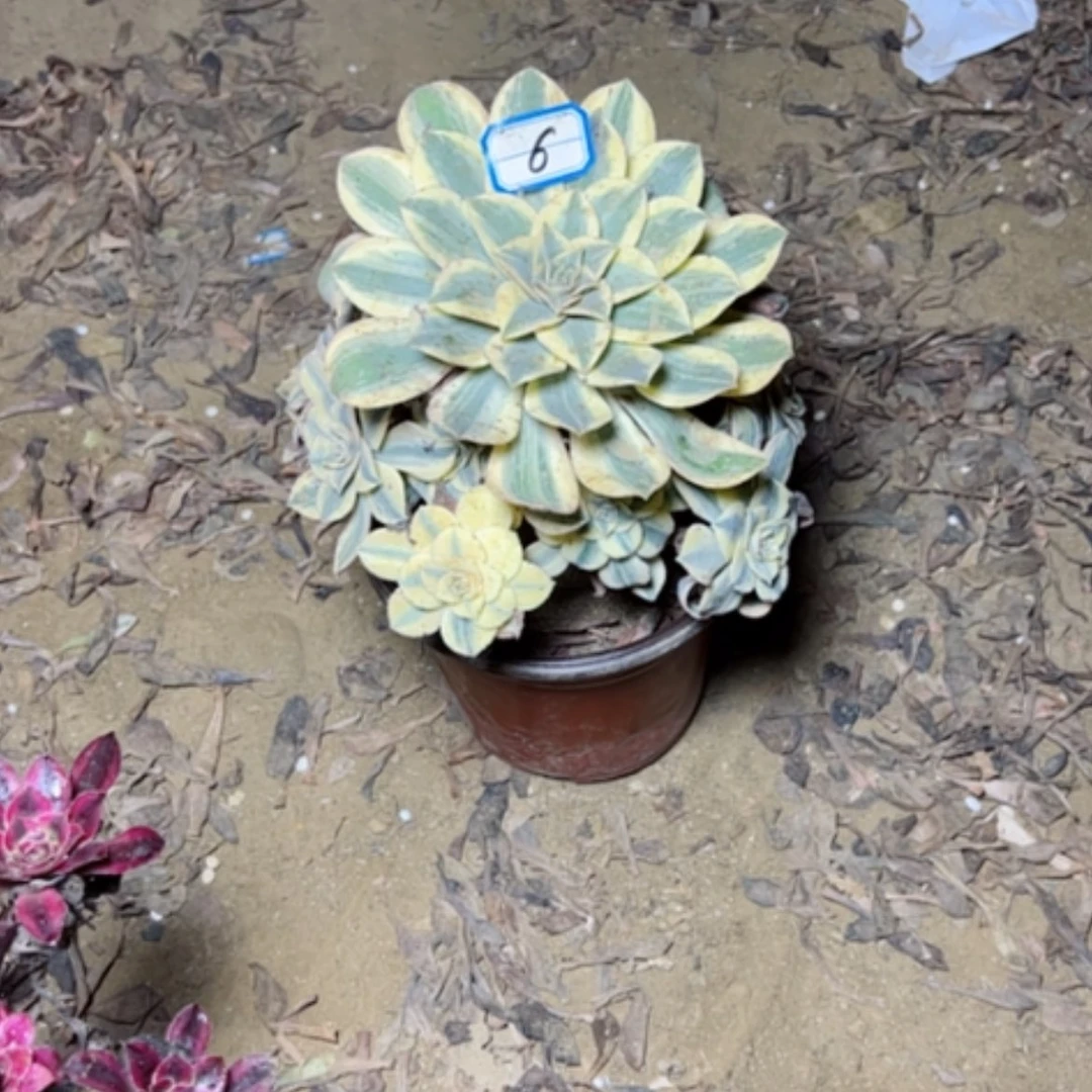 【闪购商品】灿烂6