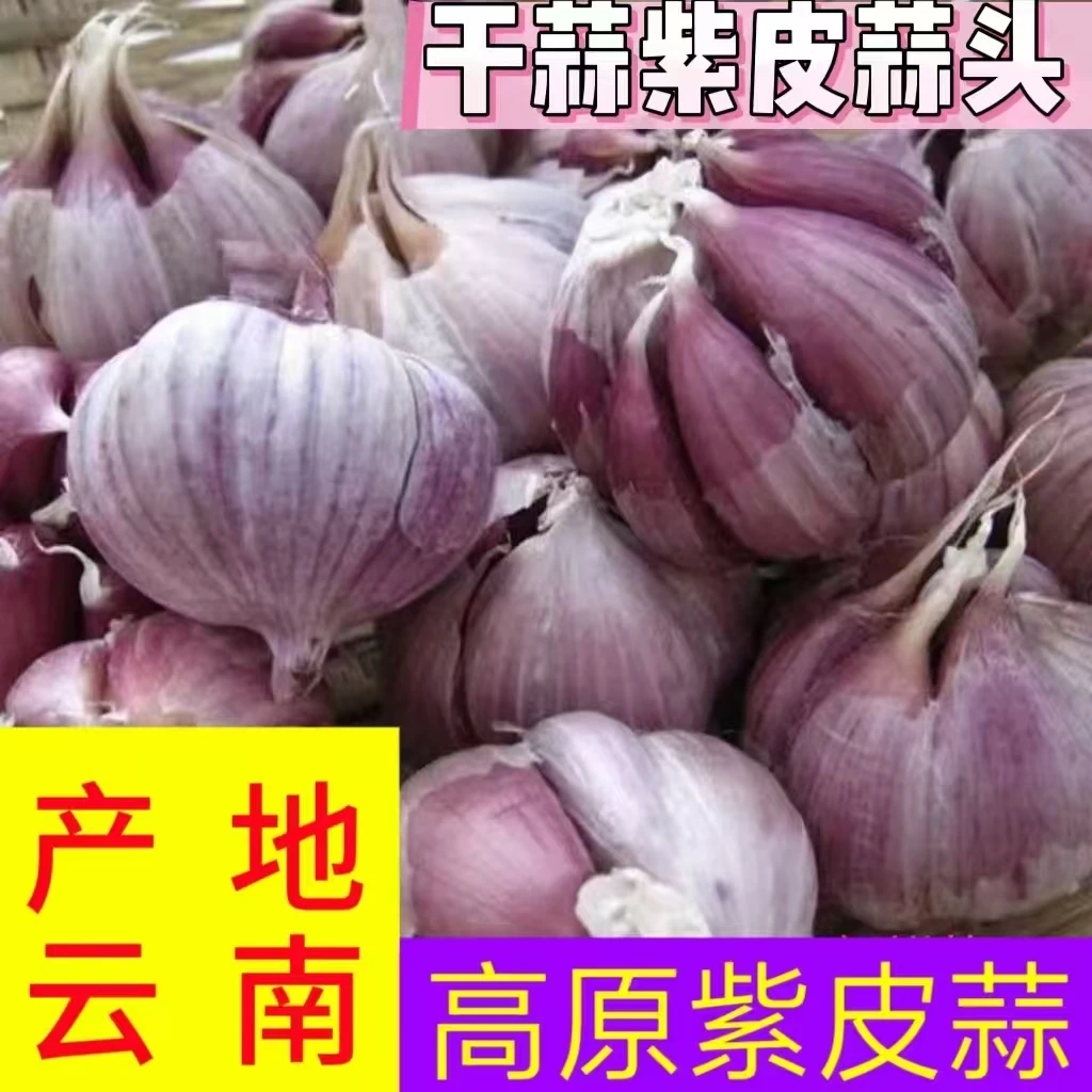 25年云南紫皮大蒜农家新干蒜头香蒜紫皮蒜多瓣蒜2斤/3斤/5斤