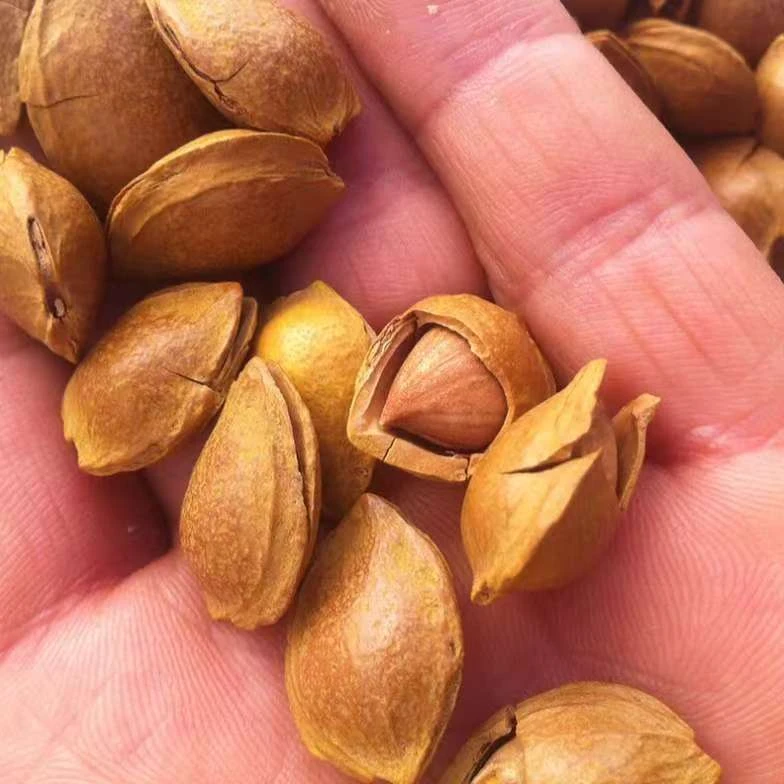 2024新果上市开口杏核送开口器零食坚果炒货即食【无干燥剂】