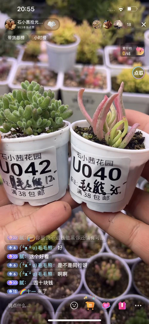 毛毛熊-冰花锦莱斯-多肉植物枝干番杏