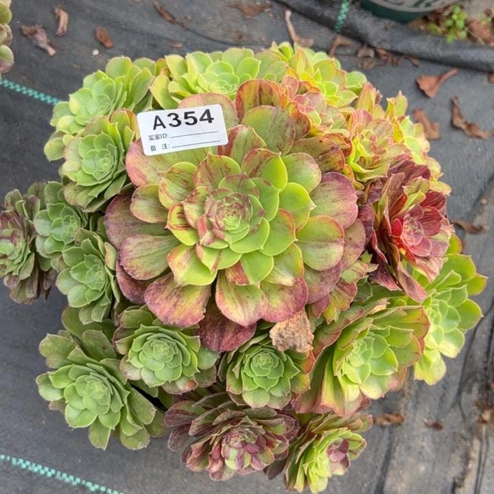 354花月夜25厘米左右