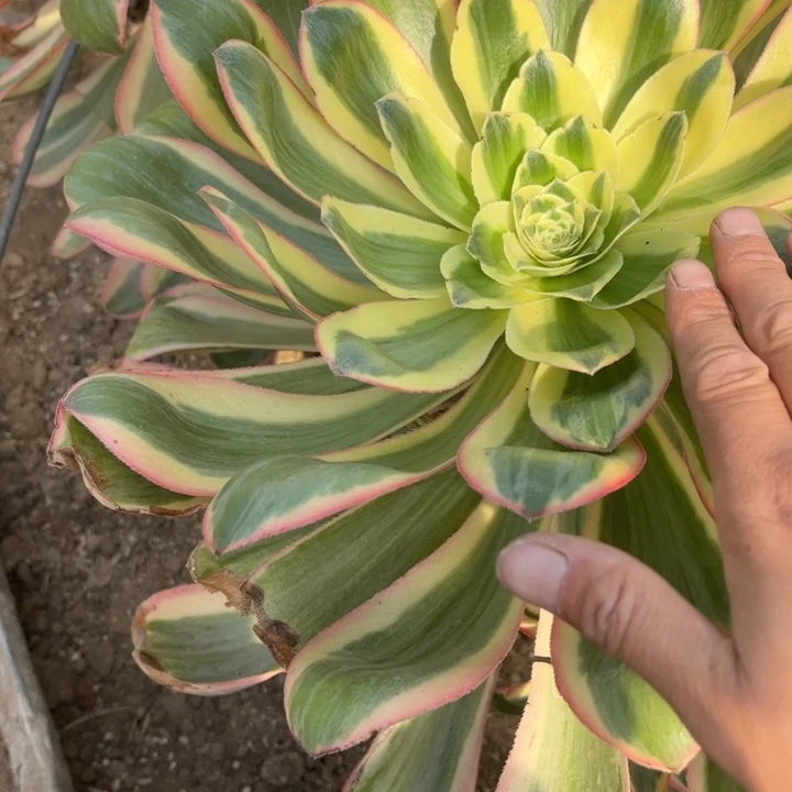 531燕子锦多肉植物