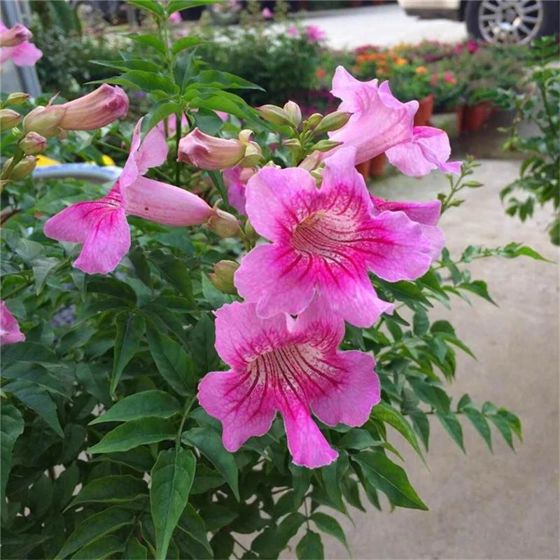 非洲凌霄花爬藤植物耐热易养适合室外庭院阳台种植