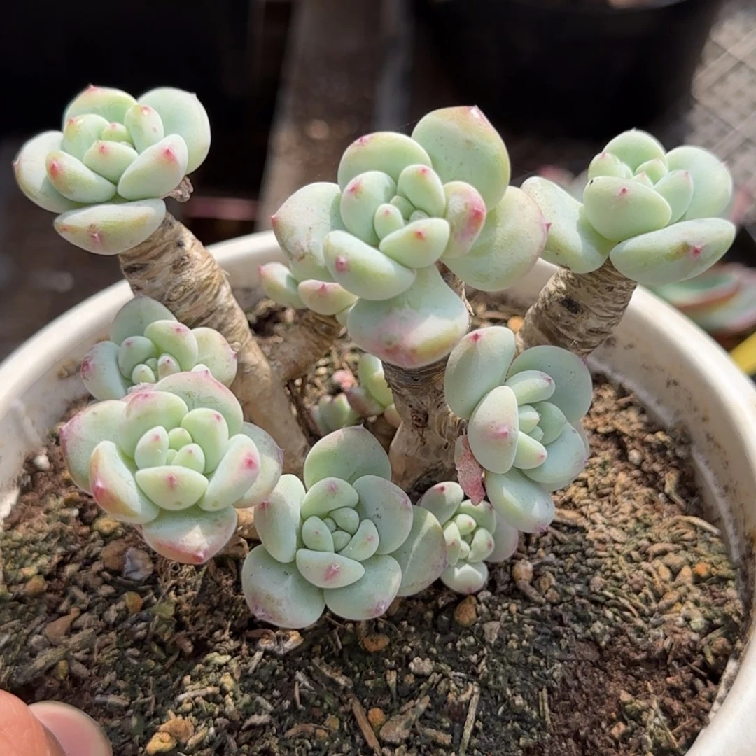 望舒物一拍包装收缩花旱