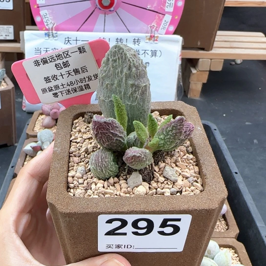 盆*堆295苍龙多肉植物