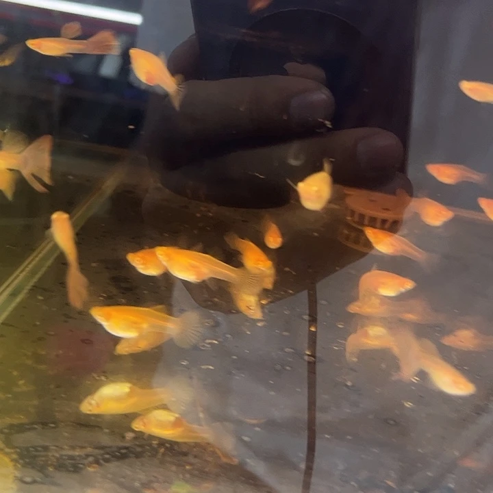 孔雀鱼金粉5条母+送5条破尾公