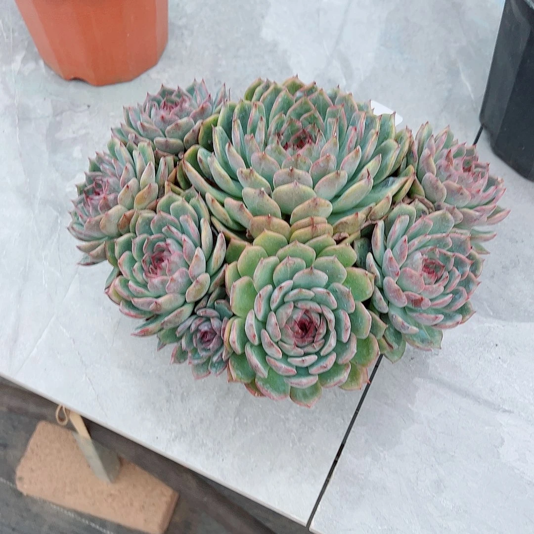 咸***方251蓝色妖姬多肉植物多肉
