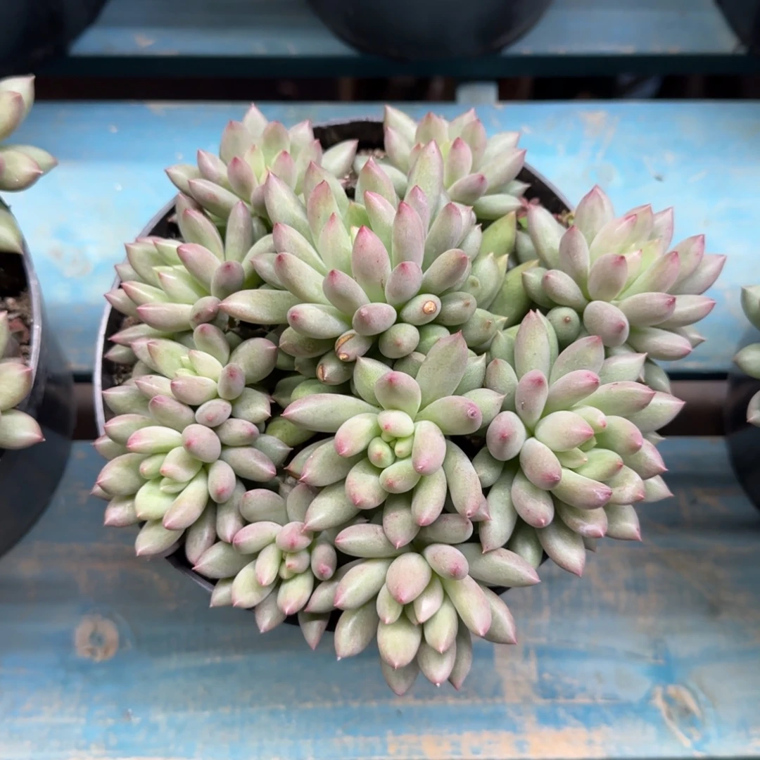 岩字福利，发货点延迟1111