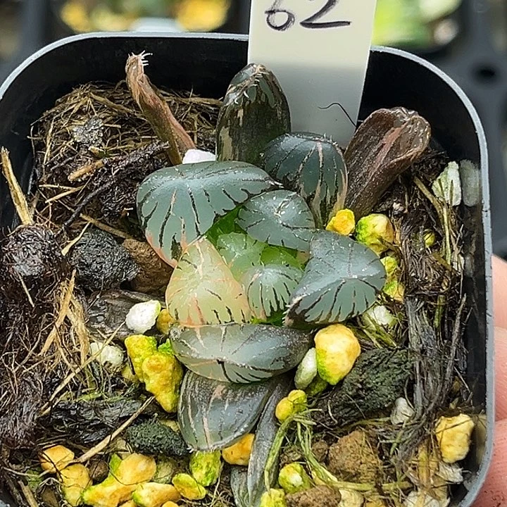 62紫罗兰冰灯玉露锦