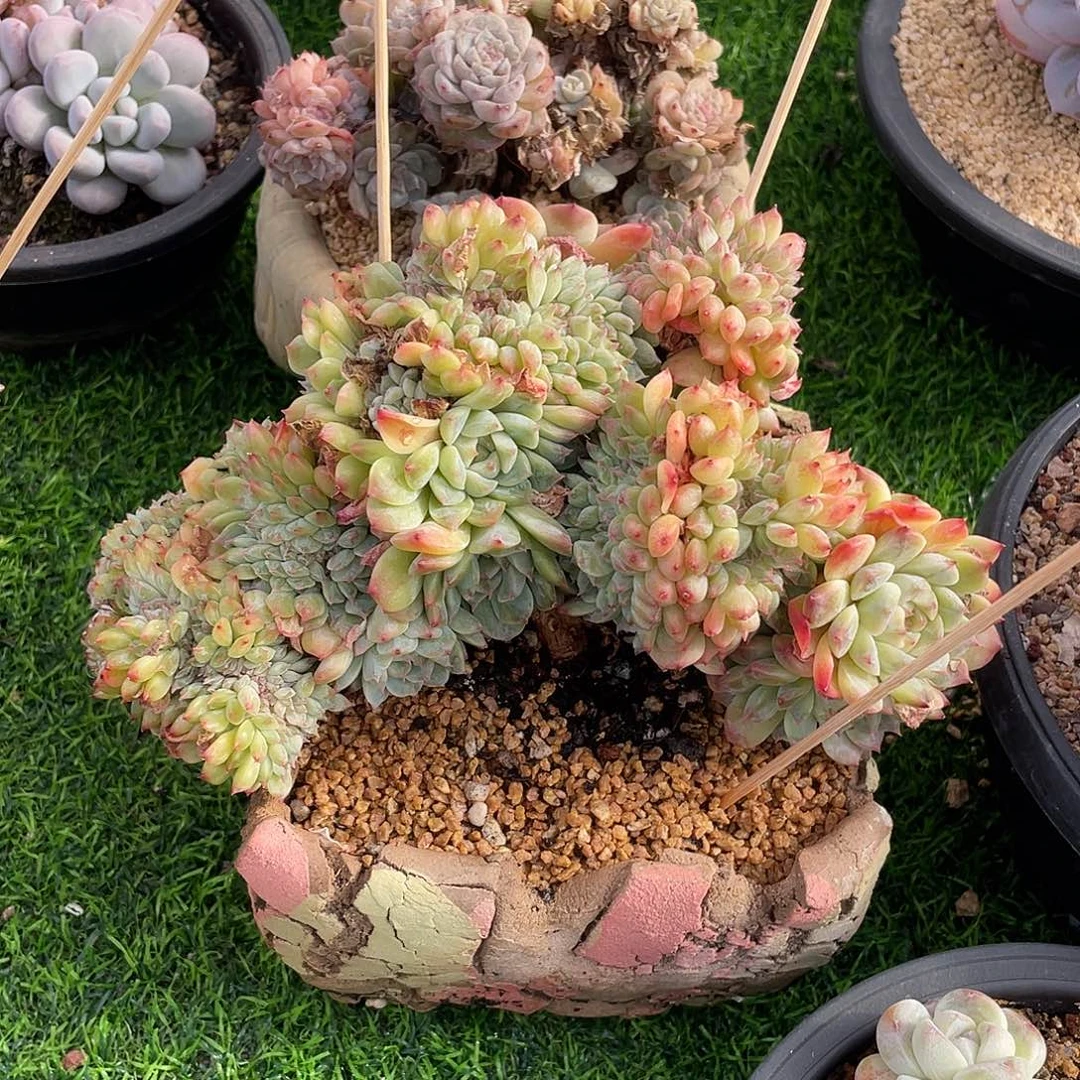 冰魄缀化老桩多肉植物一物一拍