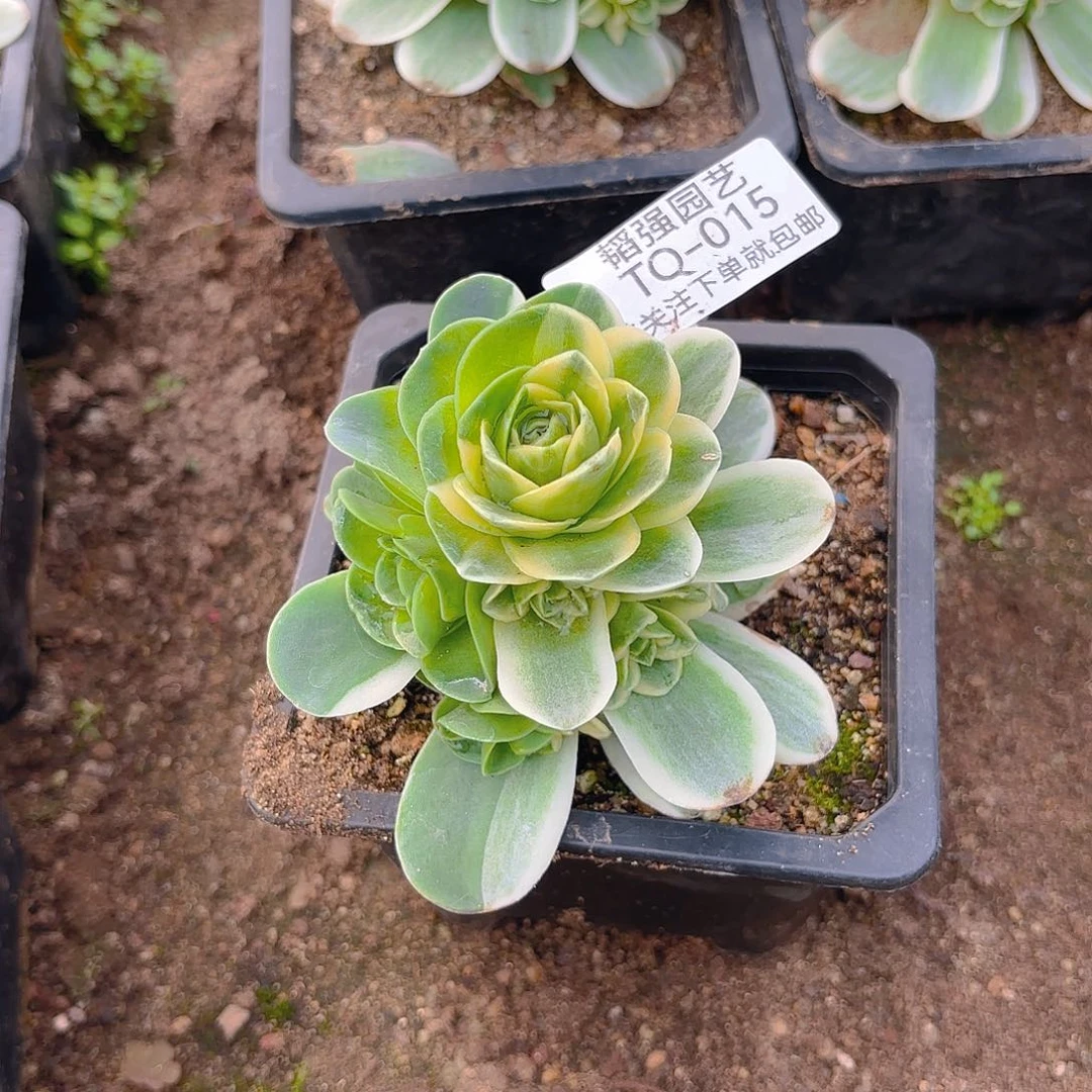 春晓多肉植物阴阳15