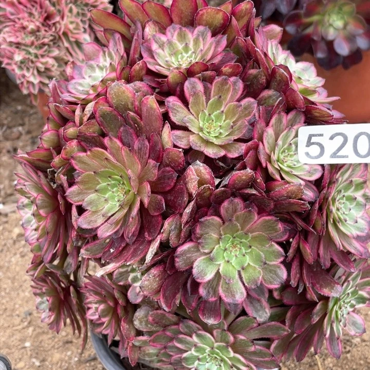 520多肉植物紫霞仙子