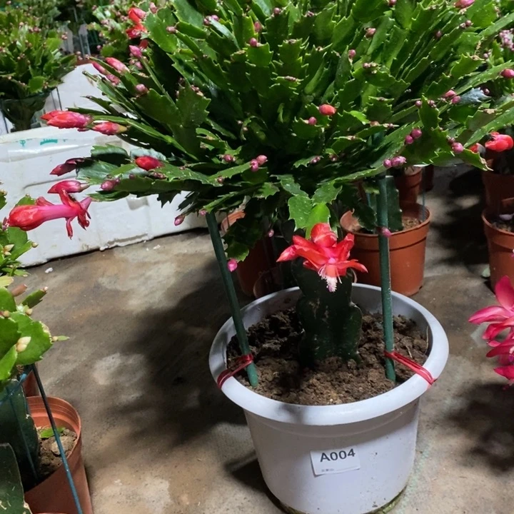当前无花栽培后可以开花憨*004加勒比