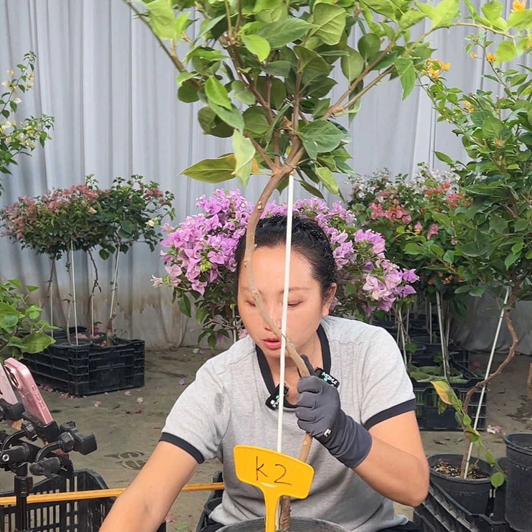 茉***莉当前无花栽培后可以开花K2变色龙