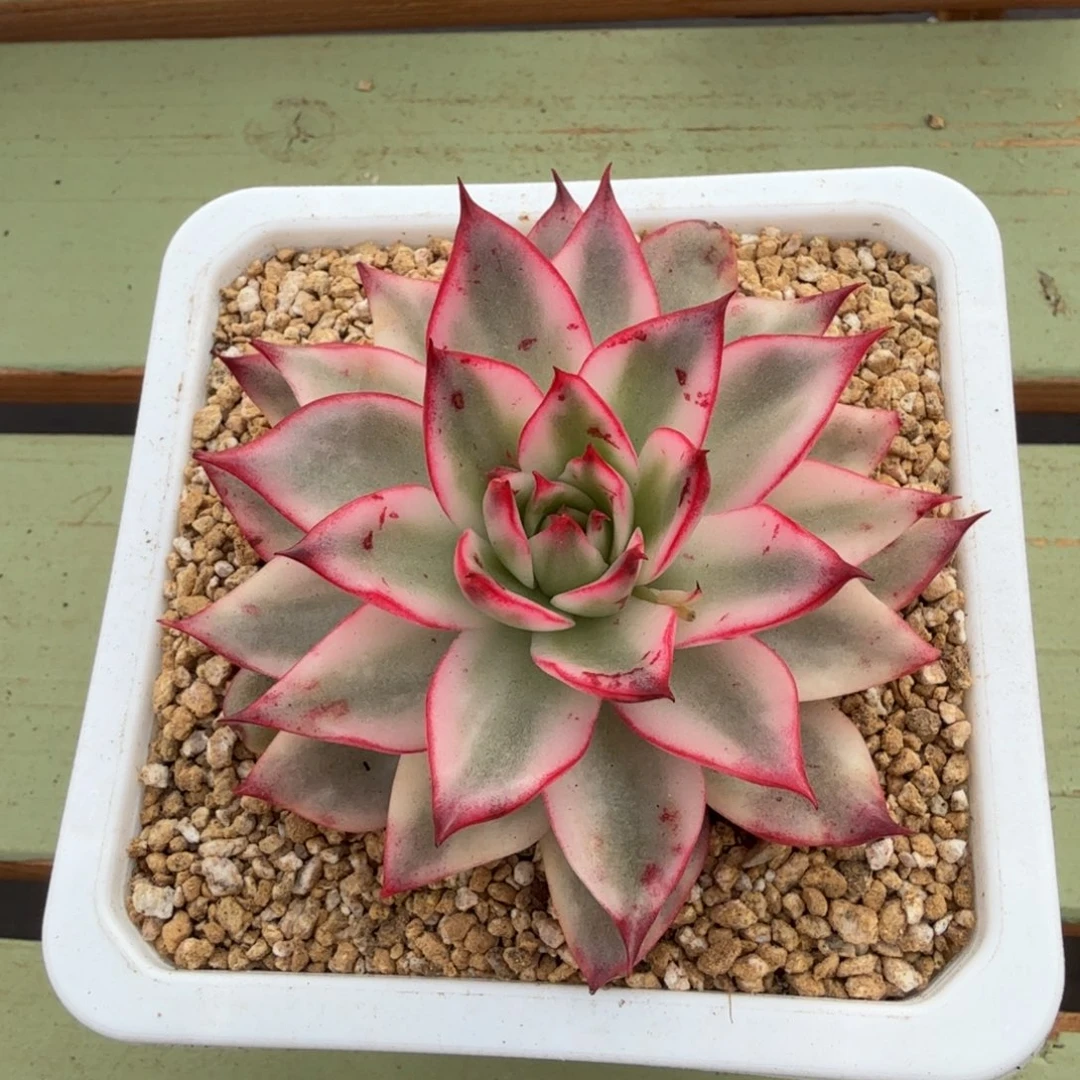 吉赛尔锦锦上园艺一物一拍