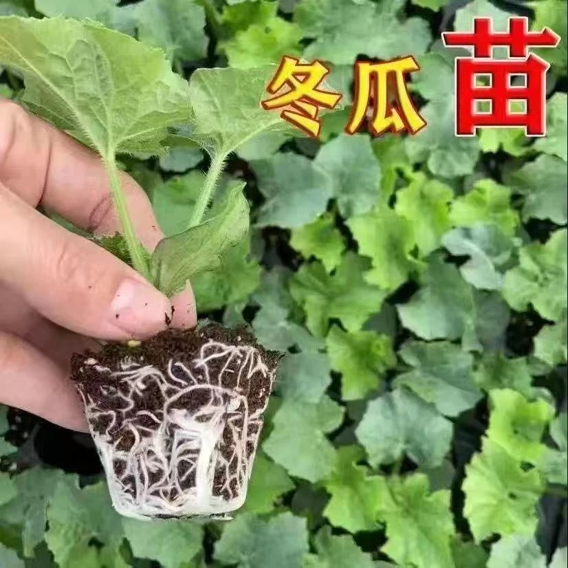冬瓜苗黑皮大冬瓜苗绿春小冬瓜苗粉皮冬瓜苗台湾小冬瓜四季蔬菜苗