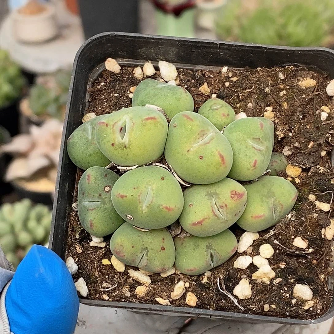 403 梅村玉 带盆土