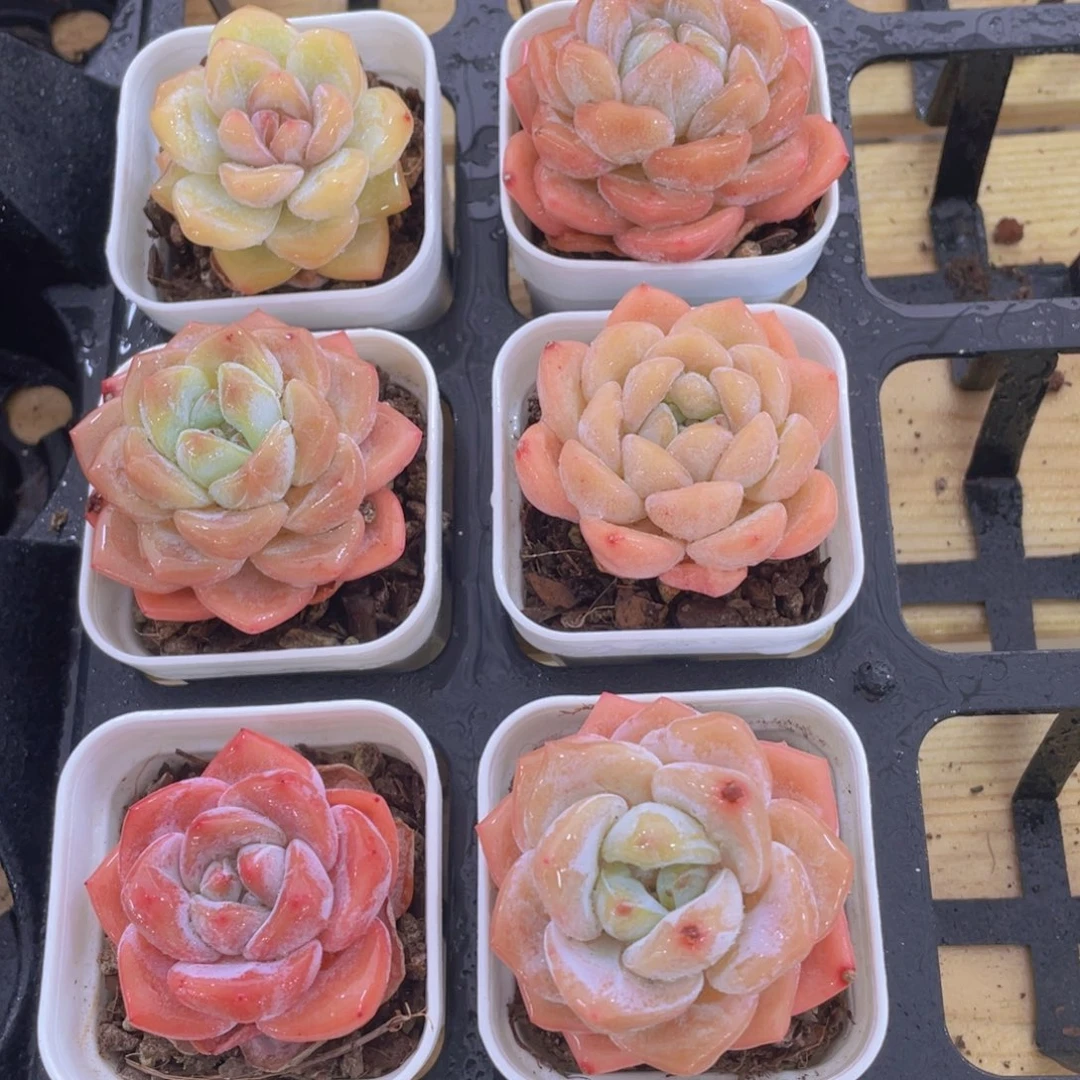 235号 冰透大白兔单头两个