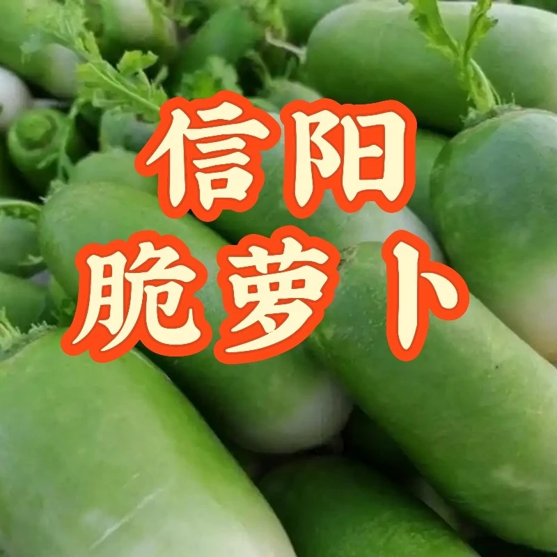 信阳愣头青萝卜/信阳原产地发货/清脆香甜微辣爽口