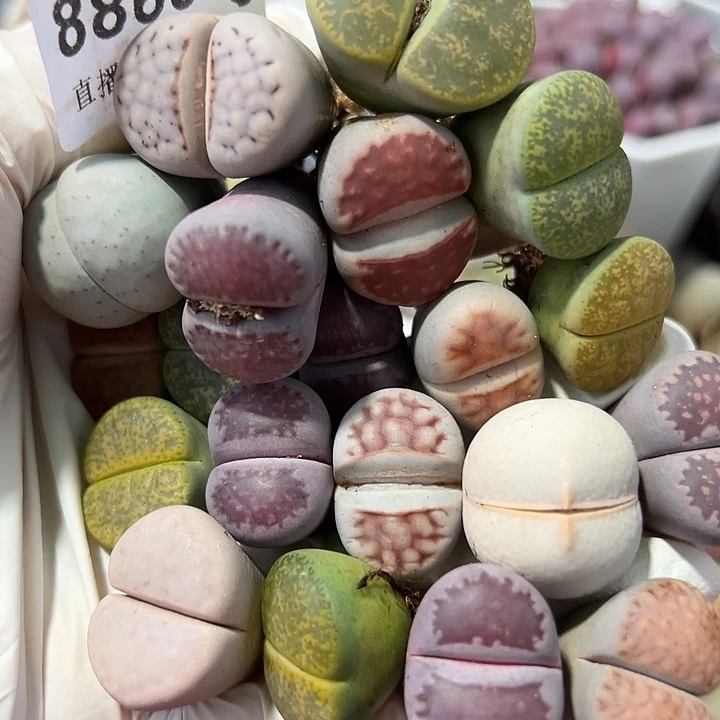 8860 好养易活生石花大母本20个