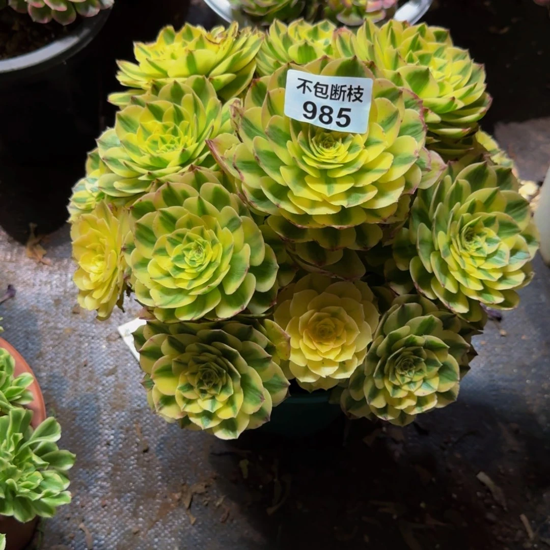 安***司985多肉植物法师号叶片有伤