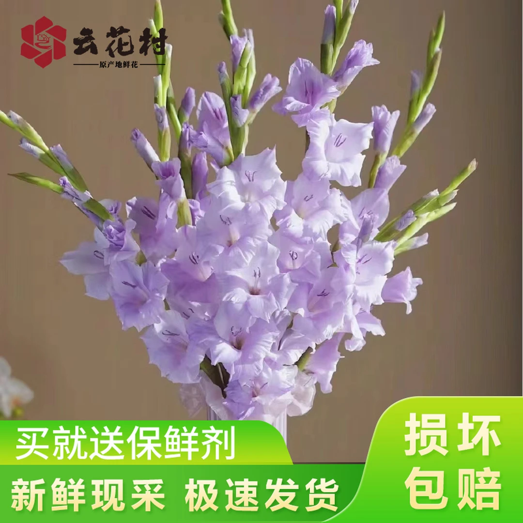 云花村 剑兰鲜花云南基地直发家用水养插花鲜切花昆明直批鲜切花