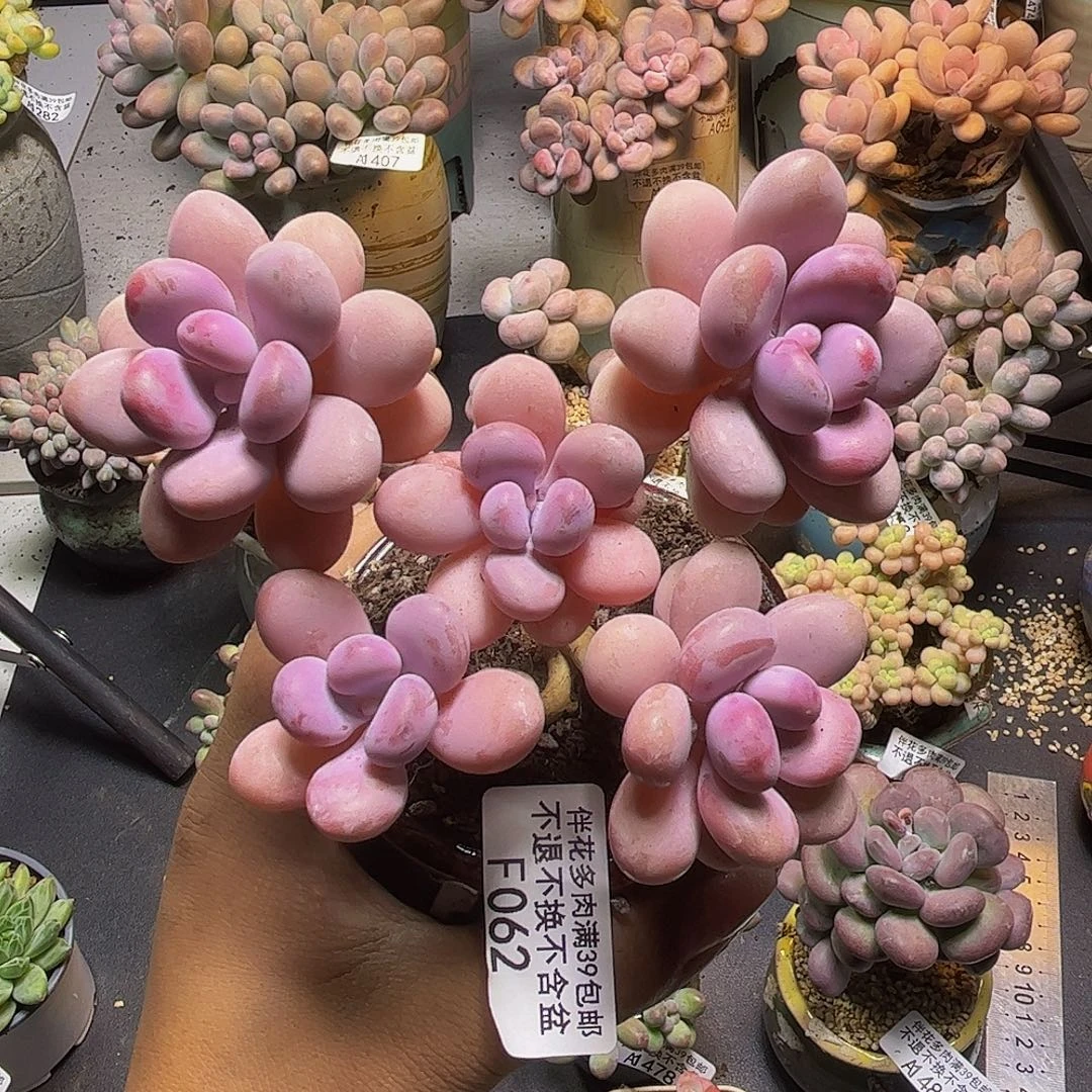 糖果桃蛋062/10cn多肉