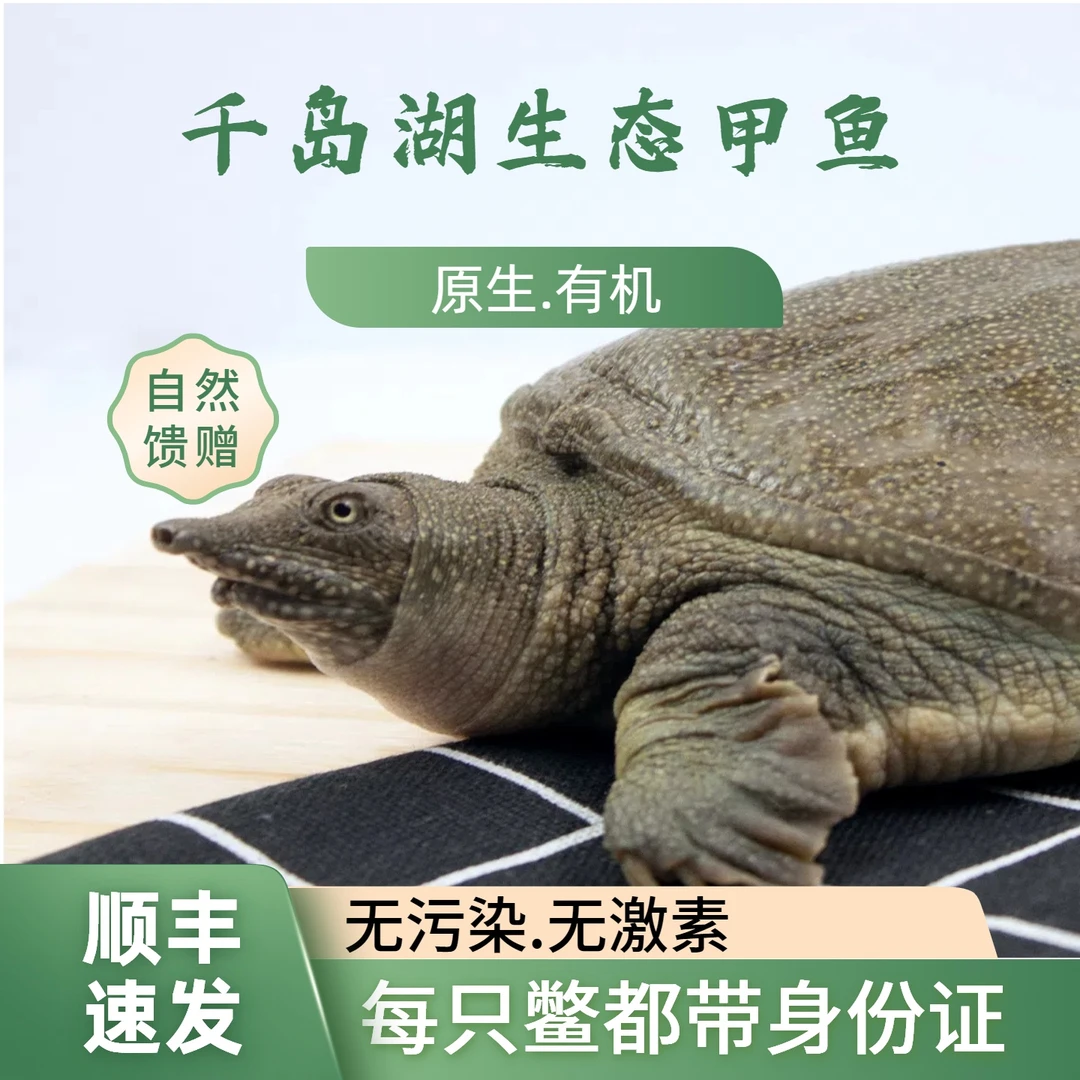 千岛湖原生态有机清水甲鱼鲜活现杀营养健康滋补甲鱼块无激素污染