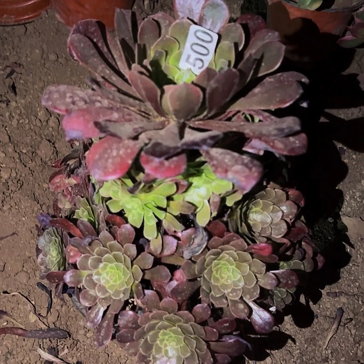 500七彩多肉植物不售后祝融