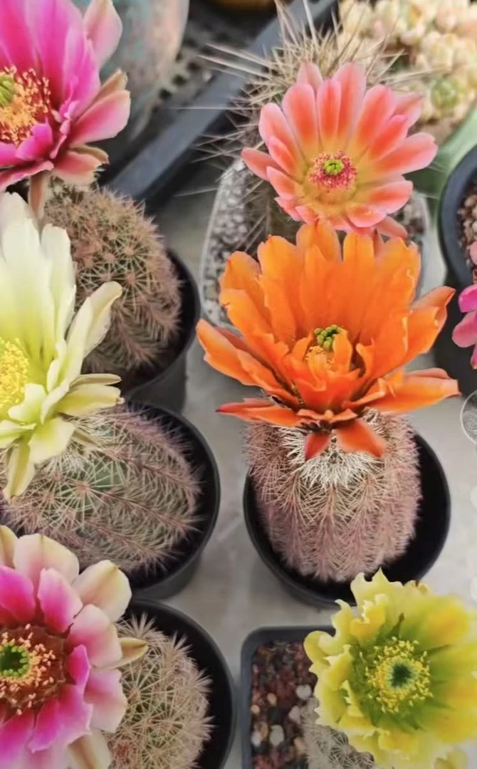 实生御旗虾仙人球植物漳州基地直发货 新手好养 室内外