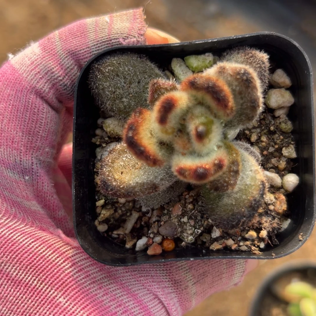 泰迪多破四座无言星欲稀我