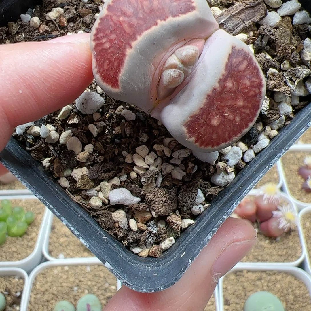 【闪购商品】139 红窗菊