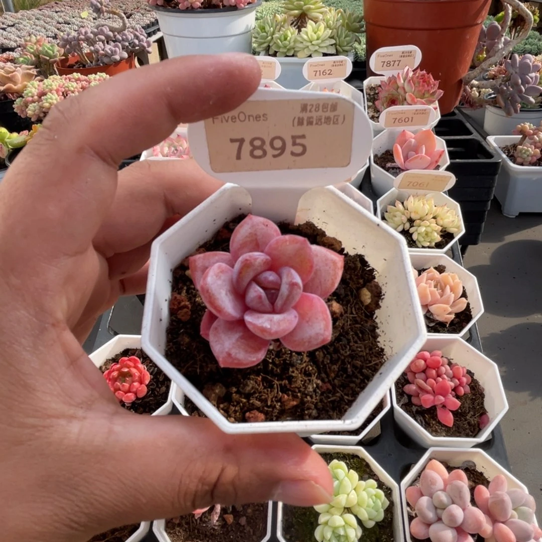 7895德国香槟 3.5厘米