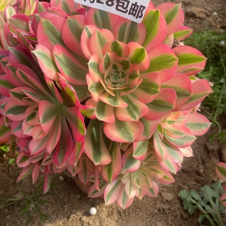 用****5918一号任何女巫多肉A