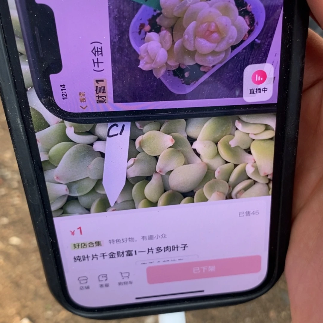 纯叶片千金财富1一片多肉叶子