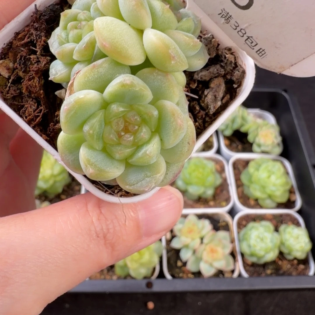 珍妮三头群66号一颗