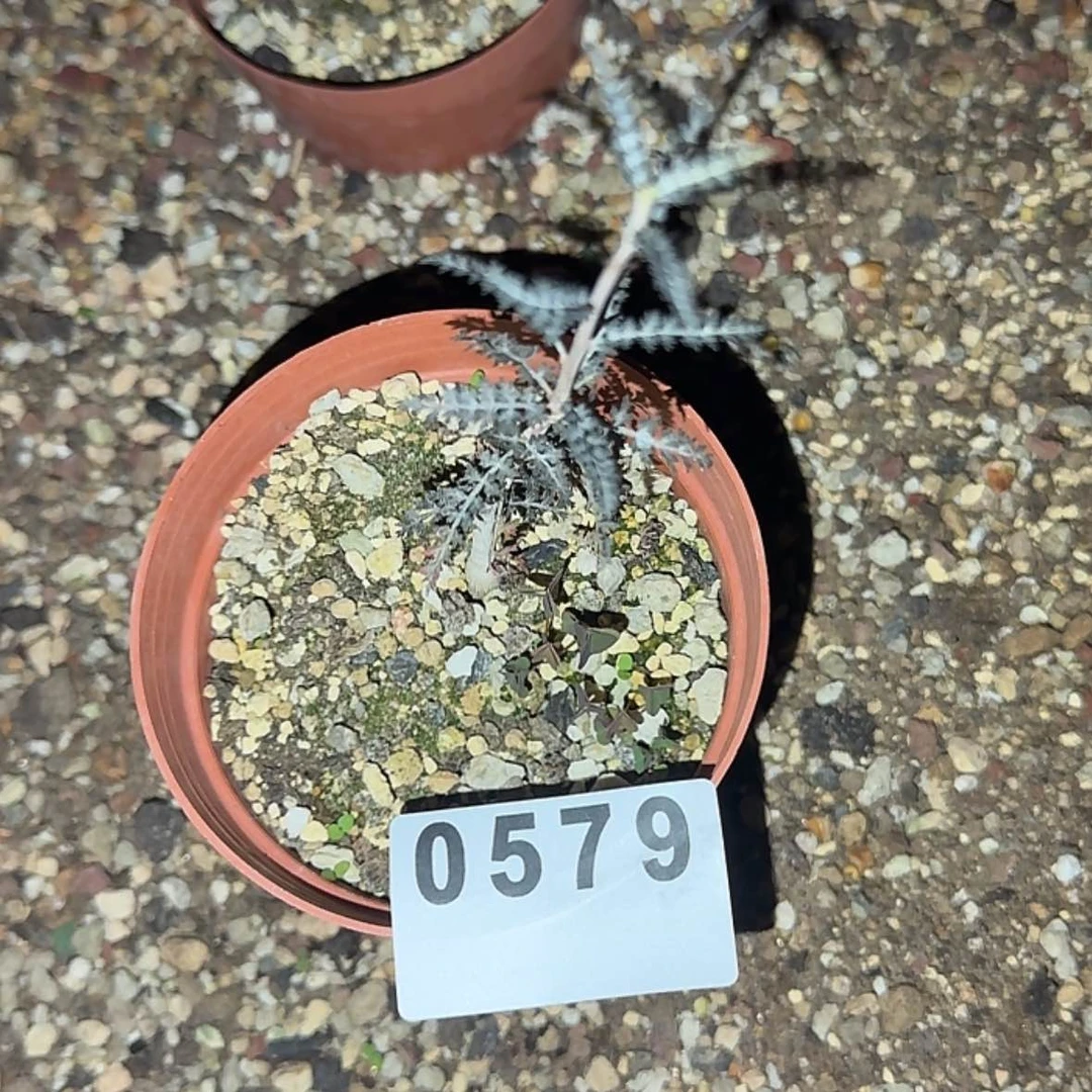 【闪购商品】梵*块根植物