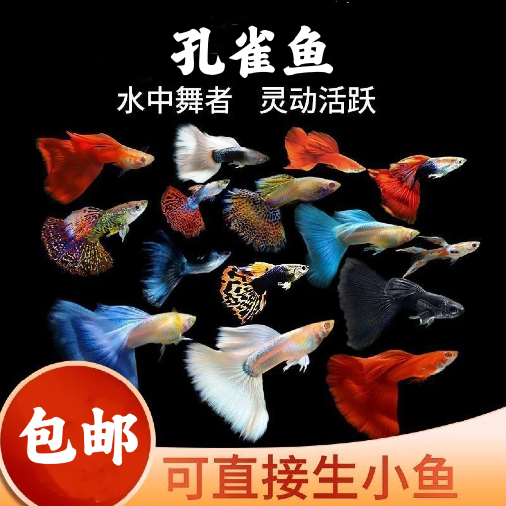 【混色孔雀】鱼淡水可生小鱼好养耐活的孔雀鱼观赏鱼