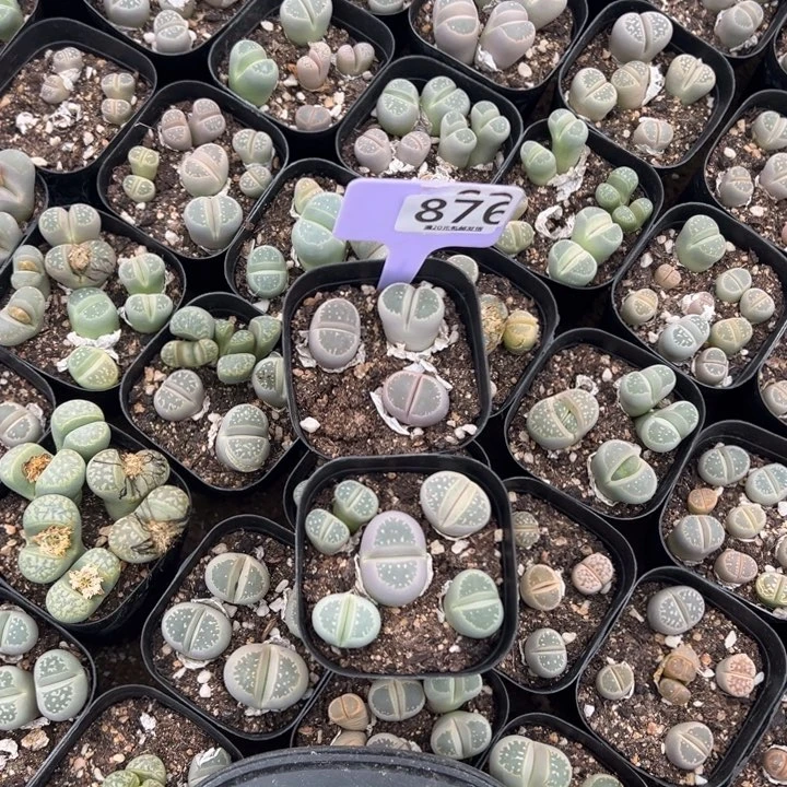 M***a生石花等植物的生长876