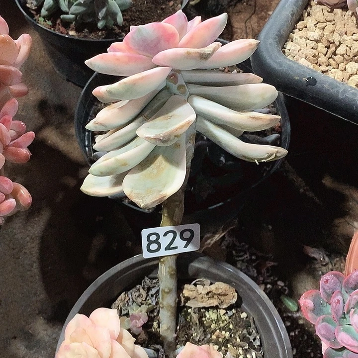 826紫乐锦一物一拍多肉