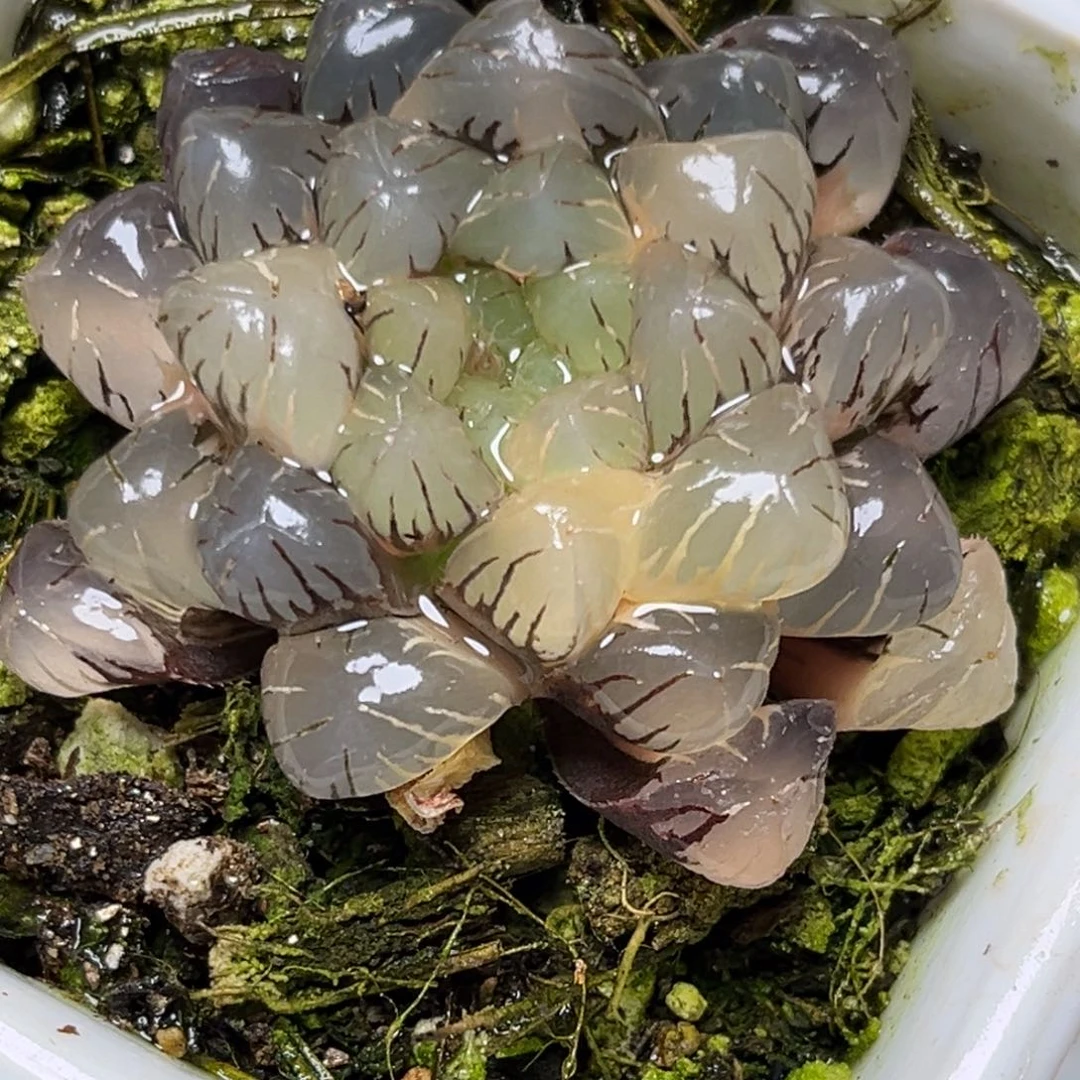十二卷多肉植物2919大紫