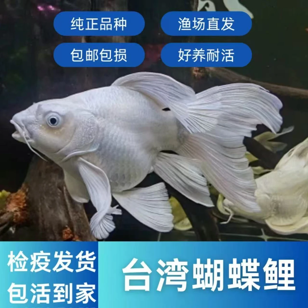 蝴蝶鲤淡水石膏白《一物一拍》开箱录视频无视频不售后