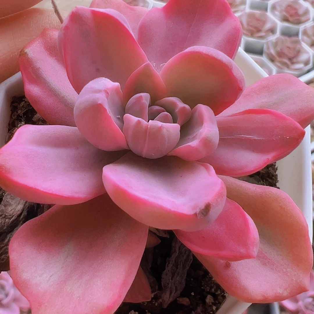 彩虹糖锦19包邮多肉