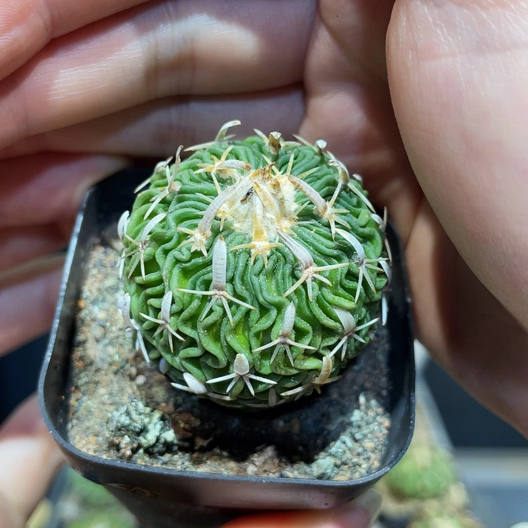 3.5cm实生控养太刀岚